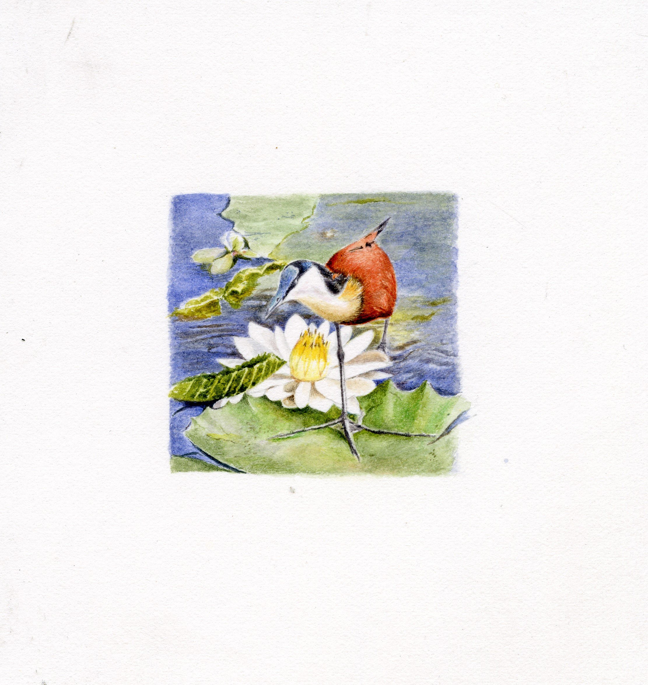 Karyn Wiggill - Lilypad Wanderer